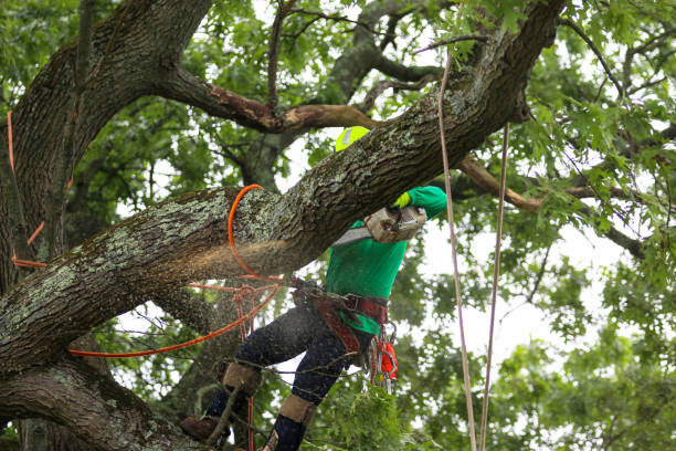 Best Tree Risk Assessment  in Enterprise, AL